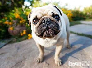 哈巴狗吃哈密瓜,一场意外的美食之旅
