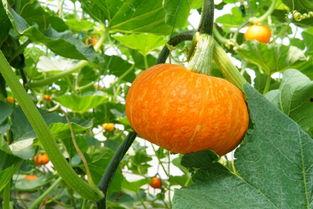 官主吃瓜,官主吃瓜，揭秘权力背后的秘密